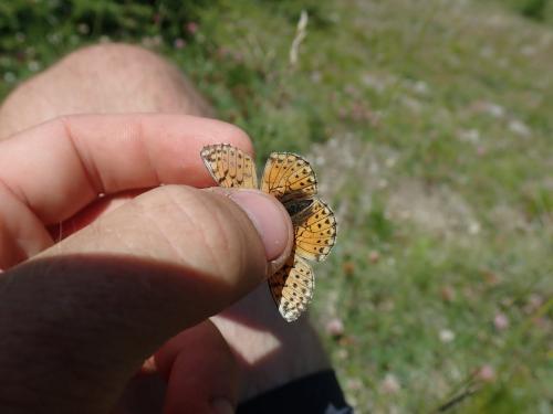 Réf. 237 884 : Boloria pales